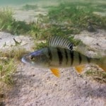 Barschangeln mit Köderfisch