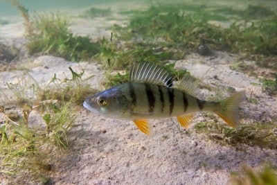 barsch-fisch