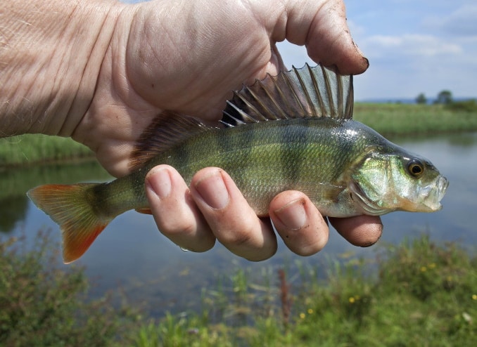 barsch-fisch