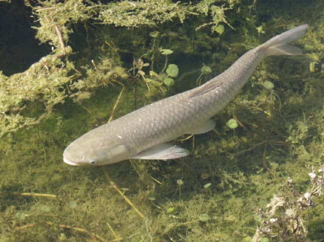 graskarpfen