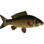 Marmorkarpfen