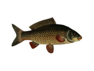 marmorkarpfen