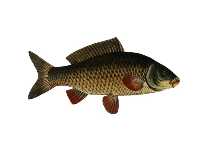 marmorkarpfen