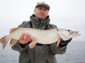 zander