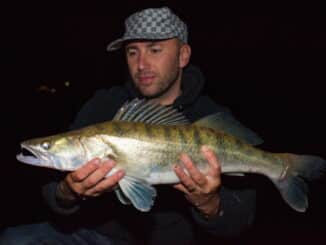 zander-fisch
