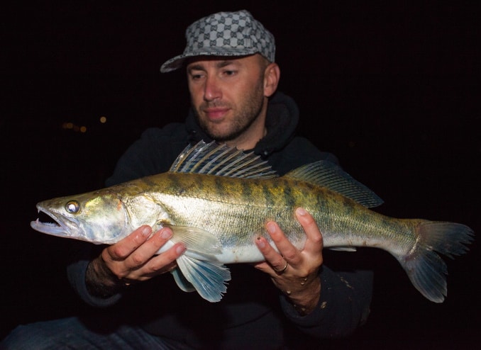 zander-fisch