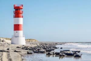 seehunde_cuxhaven