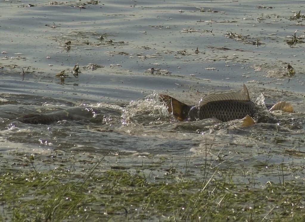 schuppenkarpfen_im_teich