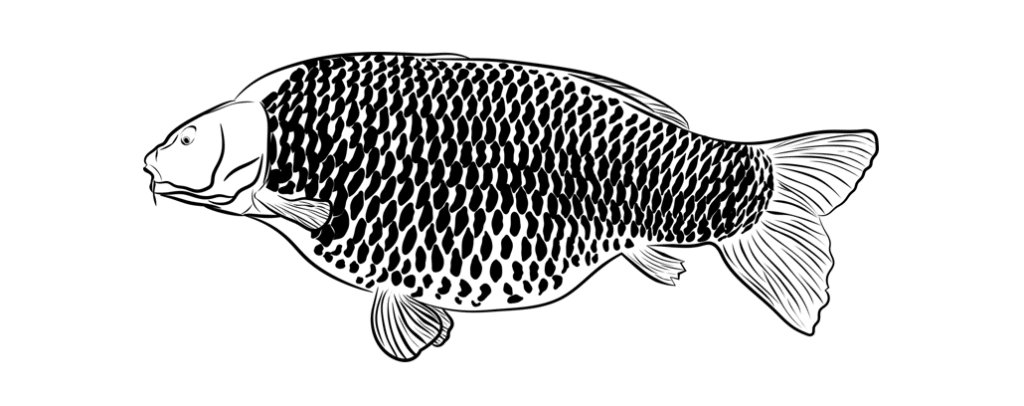 schuppenkarpfen_merkmale