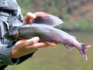 aesche_fischvorstellung_steckbrief